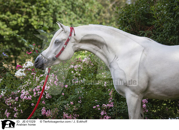 Arabian horse / JE-01029