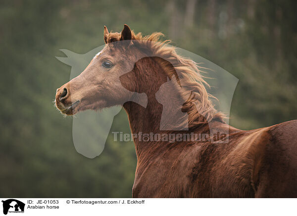 Arabian horse / JE-01053