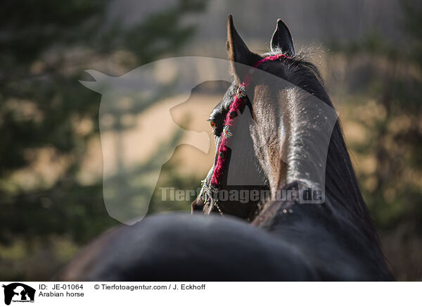 Arabian horse / JE-01064