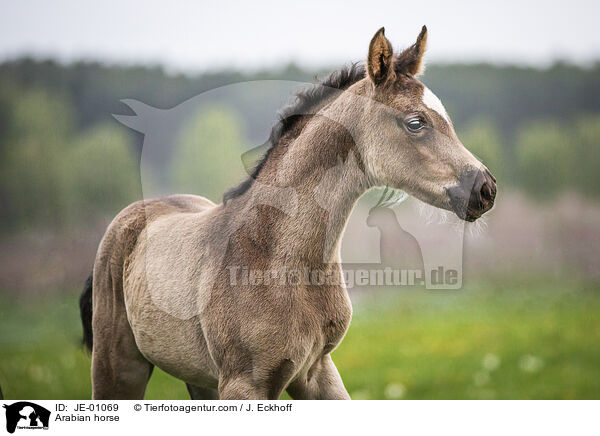 Arabian horse / JE-01069
