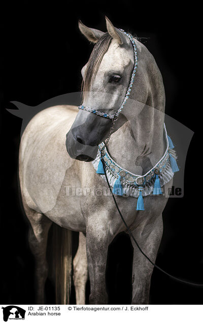 Araber / Arabian horse / JE-01135