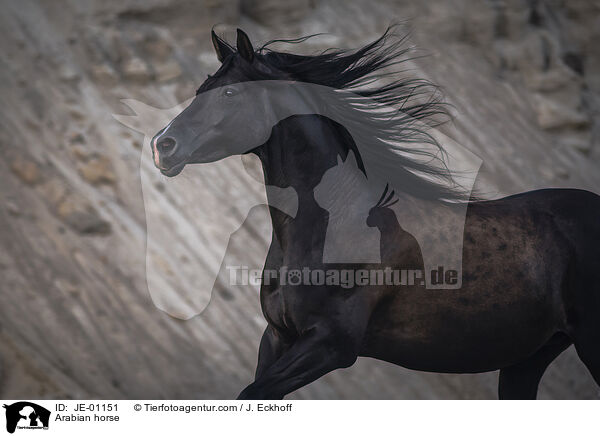 Araber / Arabian horse / JE-01151