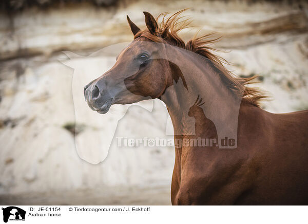Arabian horse / JE-01154