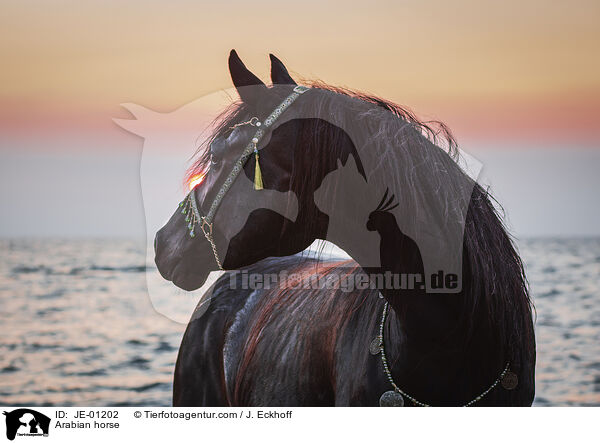 Arabian horse / JE-01202