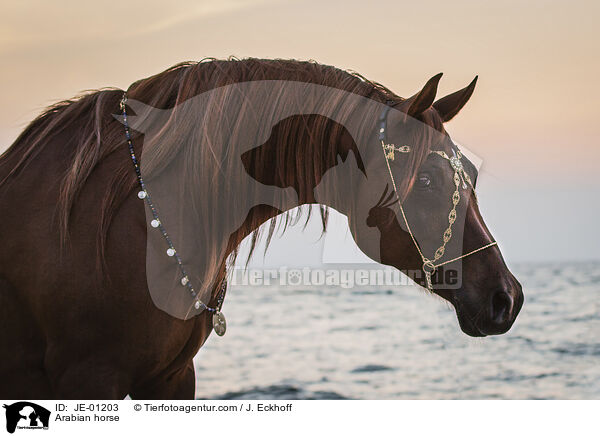 Arabian horse / JE-01203