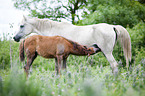 arabian mare with foal
