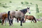 herd of arabian horses