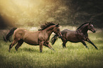 2 arabian horses