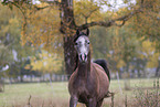 young arabian horse