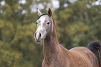 young arabian horse