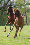 2 arabian horses