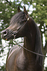 arabian horse stallion