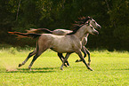 2 arabian horse stallions