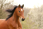 arabian horse mare