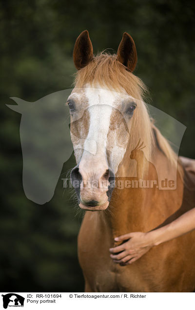 Pony portrait / RR-101694