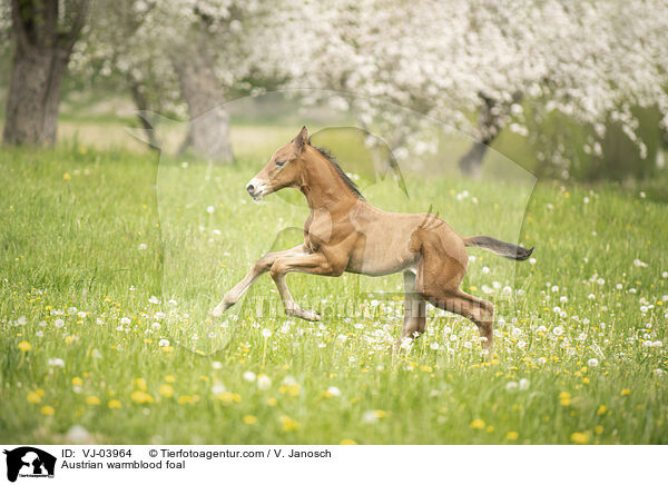 Austrian warmblood foal / VJ-03964