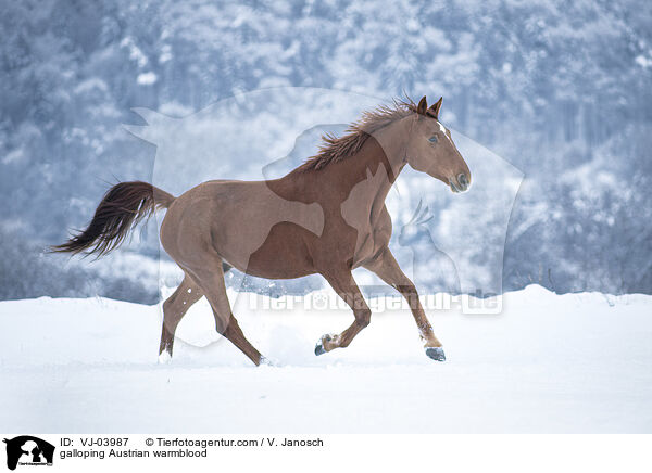 galloping Austrian warmblood / VJ-03987