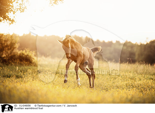 Austrian warmblood foal / VJ-04856