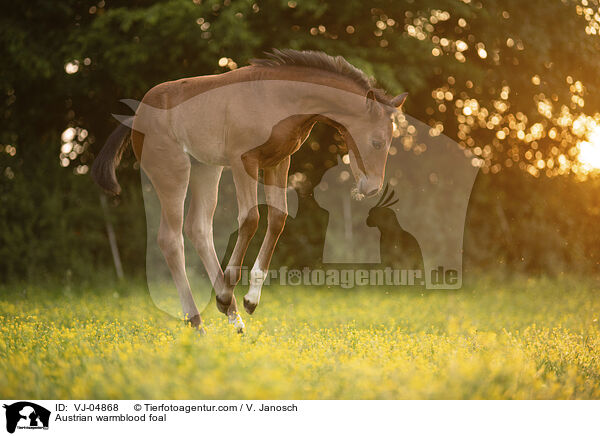 Austrian warmblood foal / VJ-04868