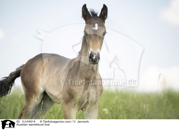 Austrian warmblood foal / VJ-04914