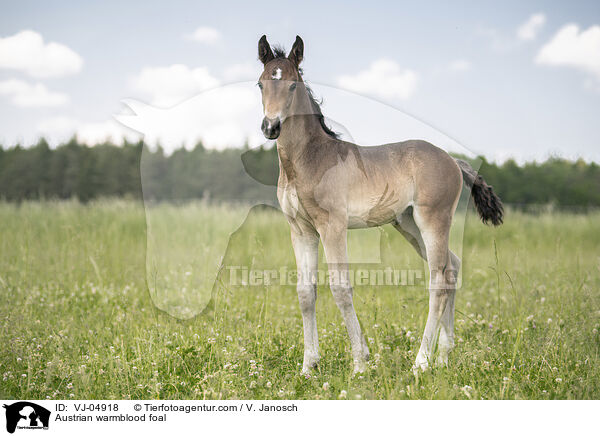 Austrian warmblood foal / VJ-04918