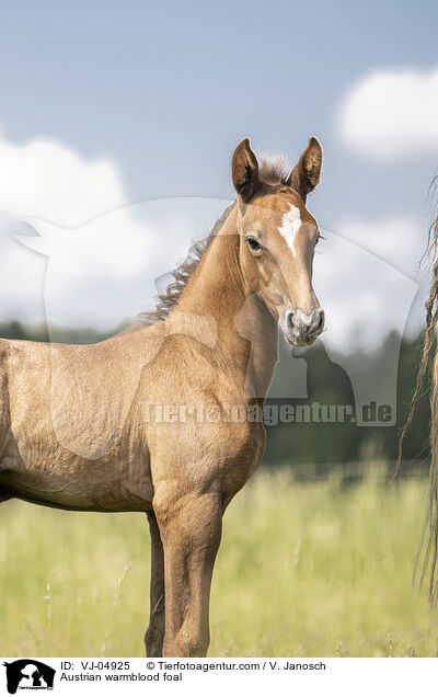 Austrian warmblood foal / VJ-04925