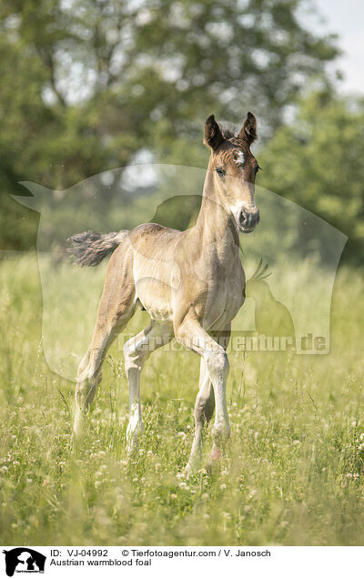 Austrian warmblood foal / VJ-04992