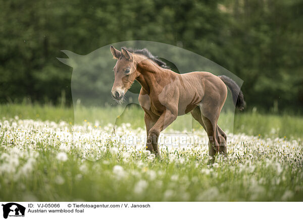 Austrian warmblood foal / VJ-05066