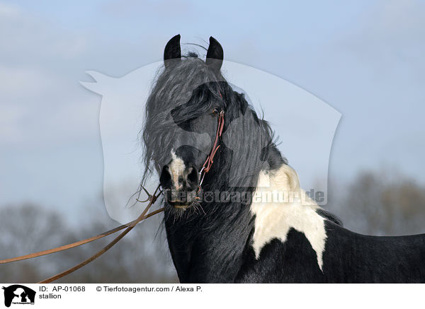 stallion / AP-01068