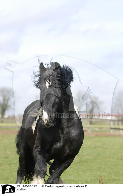 stallion / AP-01092
