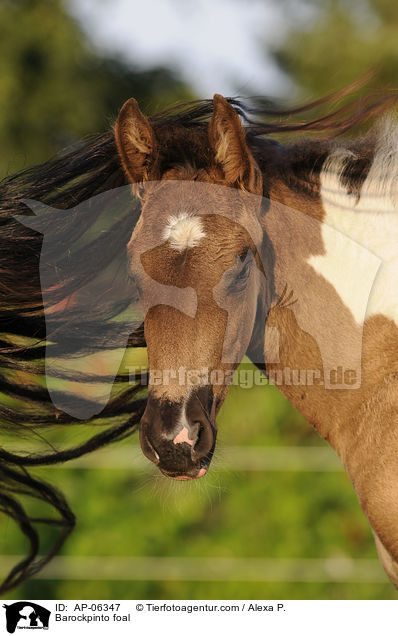 Barockpinto foal / AP-06347