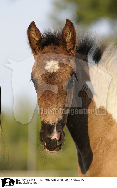 Barockpinto foal / AP-06348
