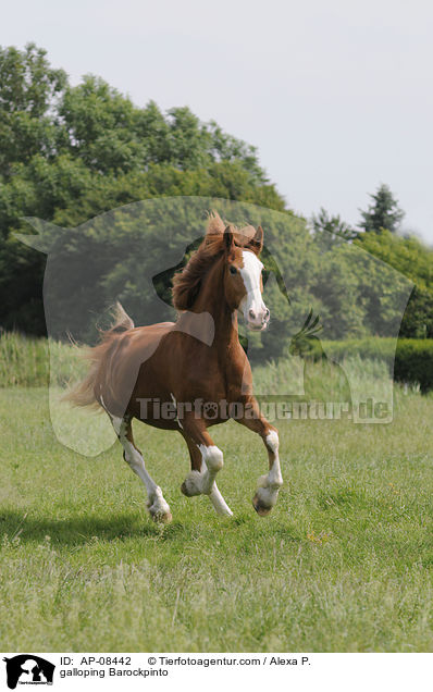 galloping Barockpinto / AP-08442