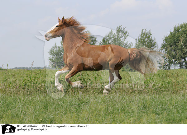 galloping Barockpinto / AP-08447