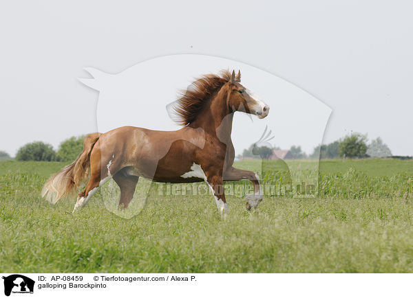 galloping Barockpinto / AP-08459