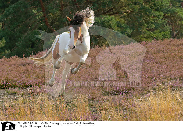 galloping Baroque Pinto / HS-01516