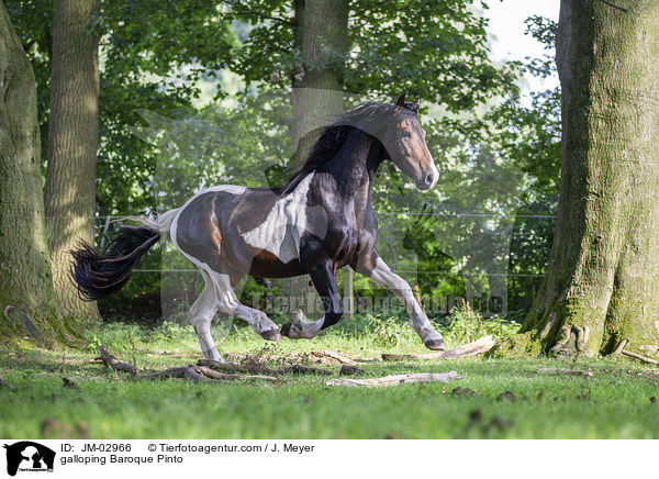 galloping Baroque Pinto / JM-02966