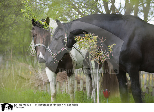 2 horses / NS-06333