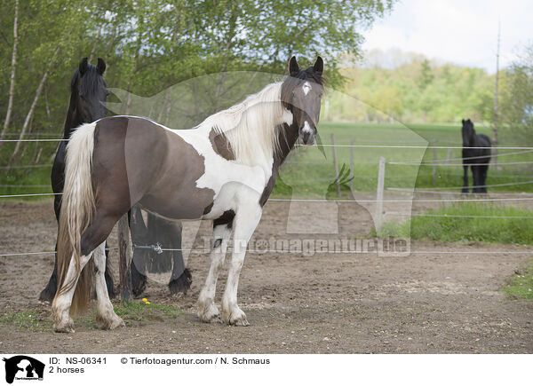 2 horses / NS-06341