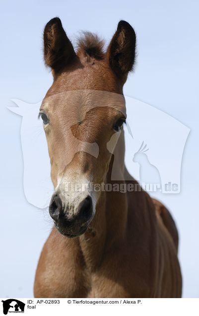 foal / AP-02893