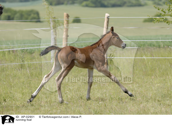 running foal / AP-02901