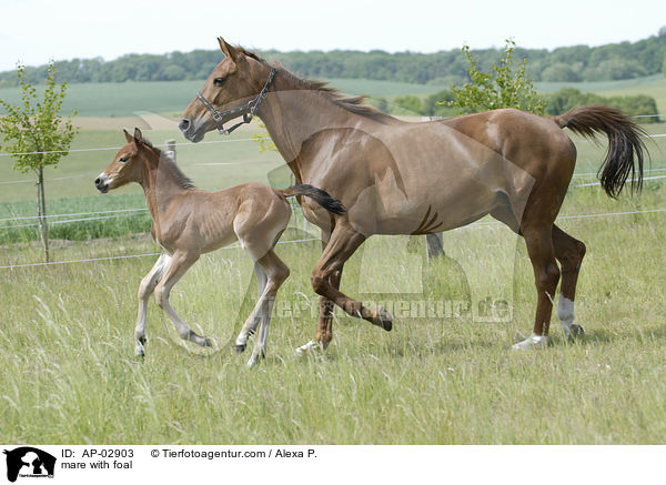 mare with foal / AP-02903