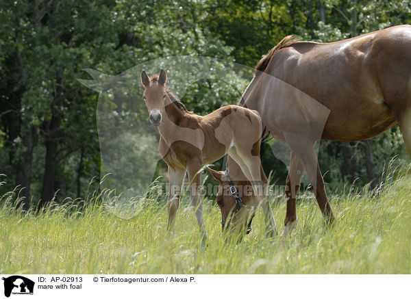 mare with foal / AP-02913