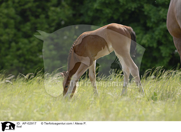 foal / AP-02917