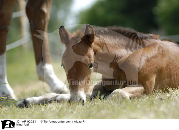 lying foal / AP-02921
