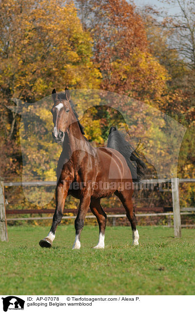 galloping Belgian warmblood / AP-07078
