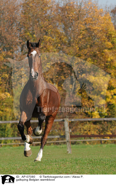 galloping Belgian warmblood / AP-07080