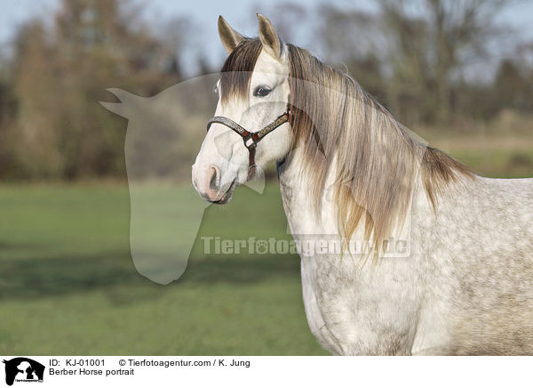 Berber Horse portrait / KJ-01001