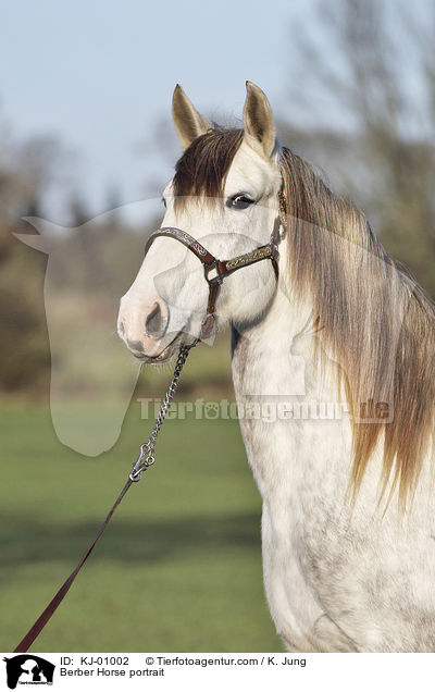 Berber Horse portrait / KJ-01002