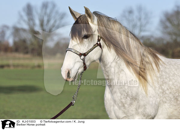 Berber Horse portrait / KJ-01003